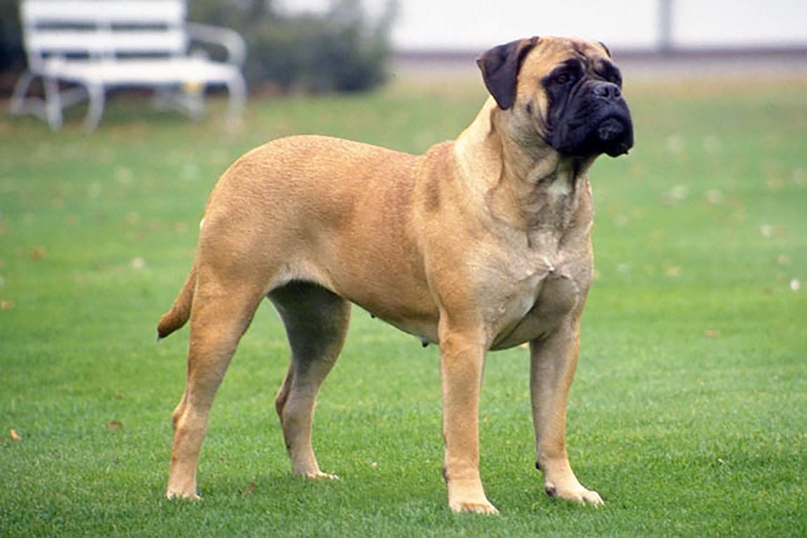 Bullmastiff