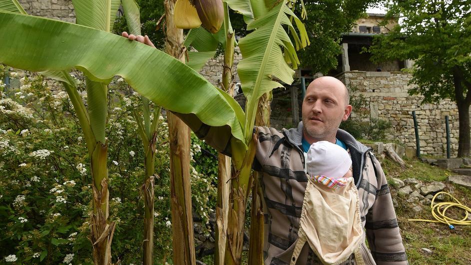 Aleksandar i njegovo stablo banana (foto: 24sata)