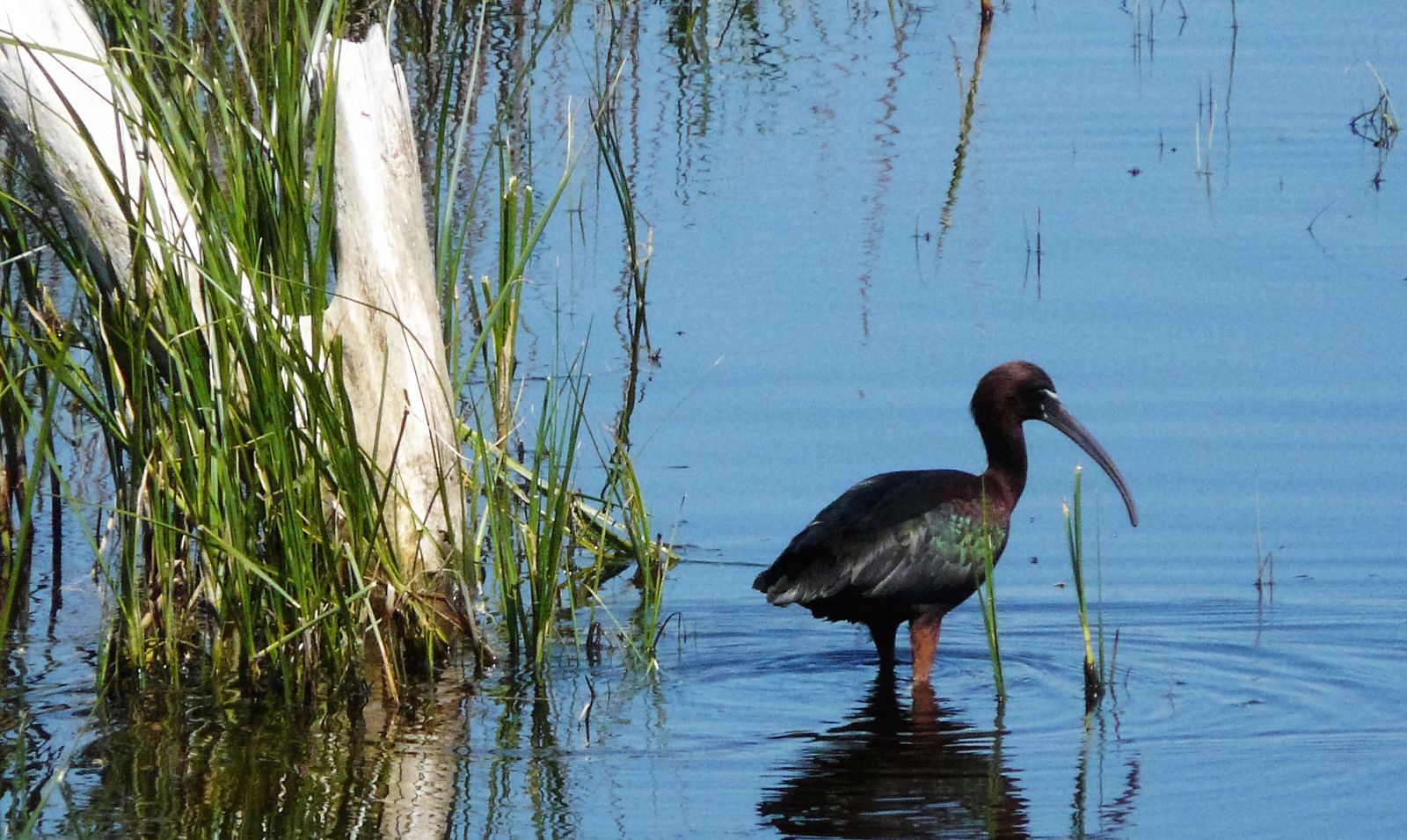 Blistavi ibis