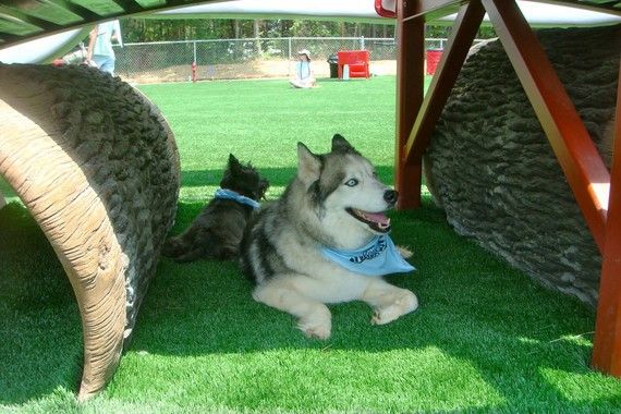 Pula Pet Plus: Građani žele park i plažu za pse