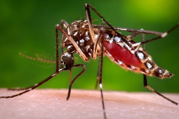 U susjednoj Sloveniji zabilježen prvi slučaj zika virusa