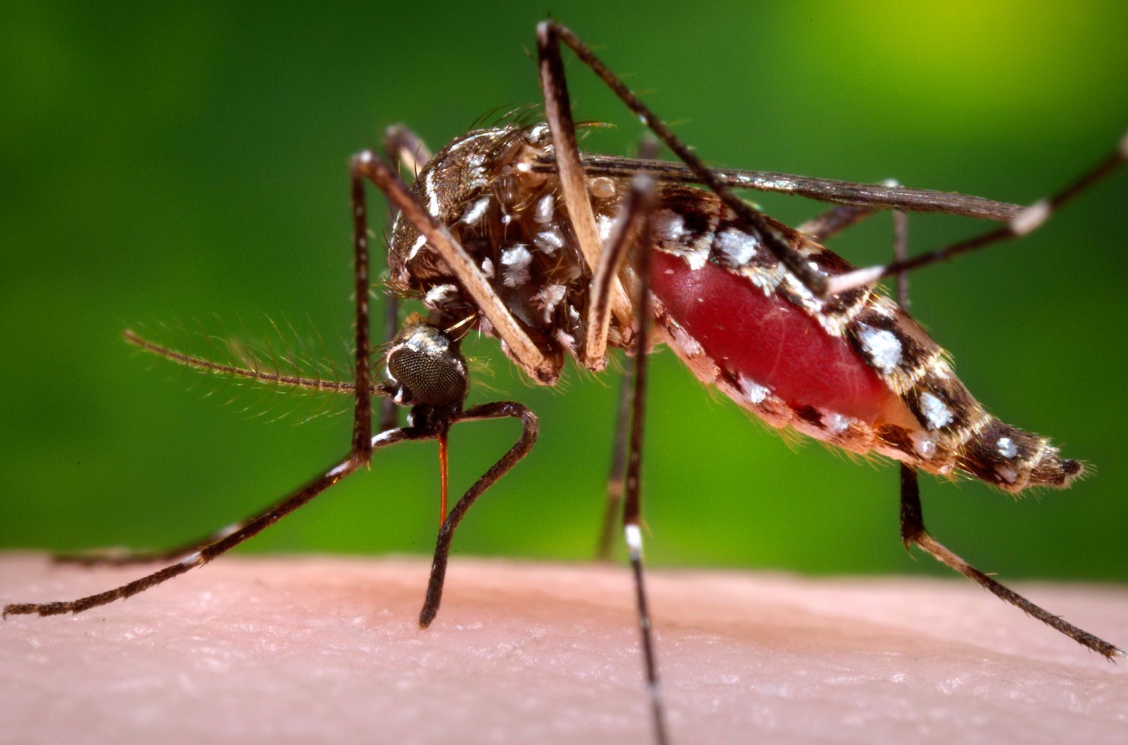 Zika virus prenosi posebna vrsta komarca