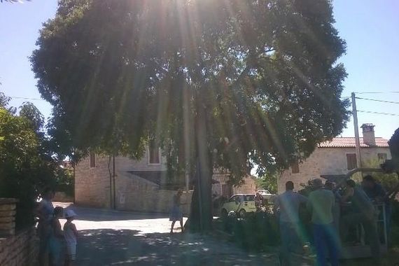 Mještani Vabrige spriječili sječu stogodišnje ladonje
