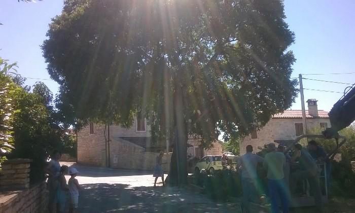 Ladonja se nalazi u Vabrigi