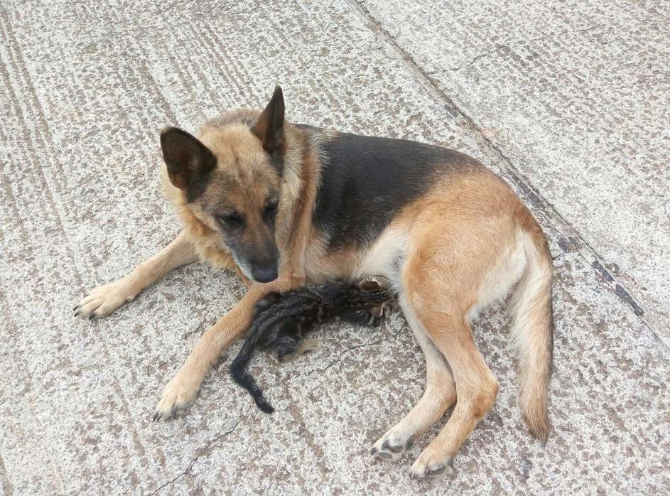Inga je postala mama malom Šarku (foto: 24sata/čitatelj)