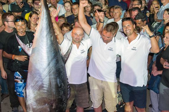 Big Game Fishing: Puljani u vodstvu s tunom od 180 kila