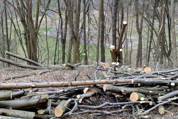 Pilio jedno stablo, poklopilo ga drugo i teško ozljedilo