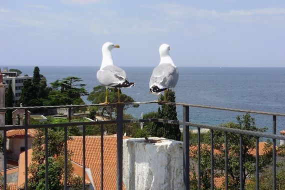 Na Poreštini za trećinu manje galebova