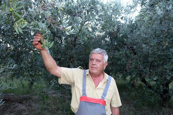 Ovo je maslinar koji je masline posadio u obliku natpisa Tito