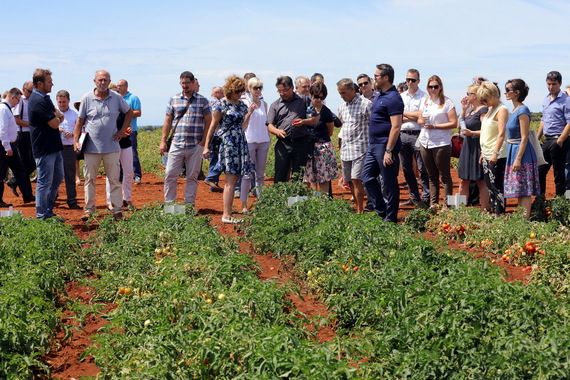 Jubilarni  20. Dan rajčice oduševio prisutne u Umagu