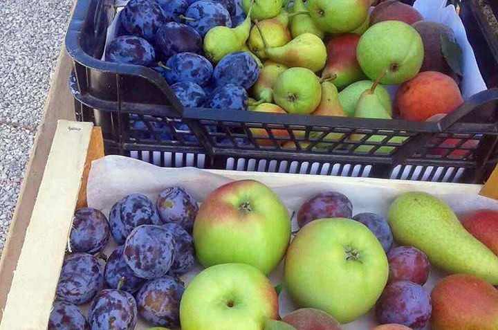 Ovoga puta naglasak će biti na šljivama za marmeladu