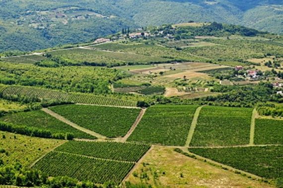 U šumi kod Brkača pronađene ljudske kosti!