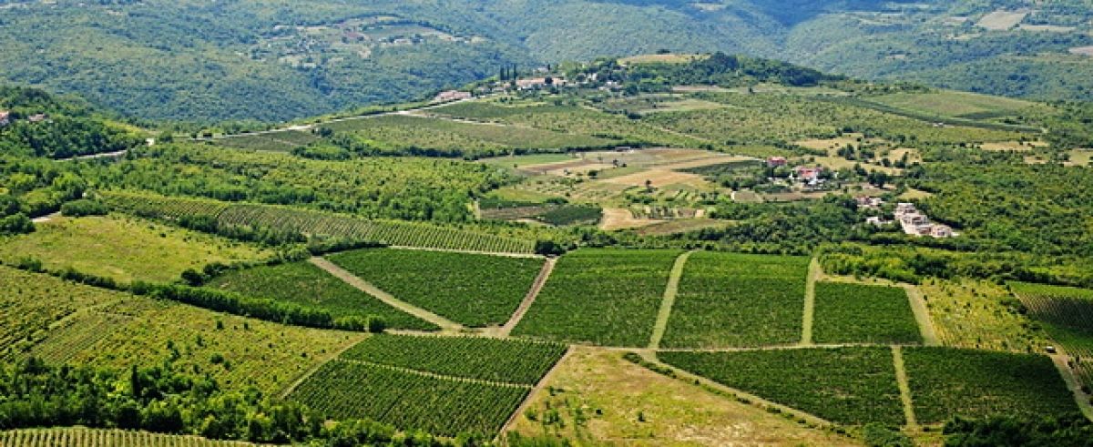 Brkač