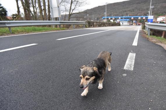 Ovaj pas svaki dan sat vremena šeće Hrvatskom pa se vrati u Sloveniju