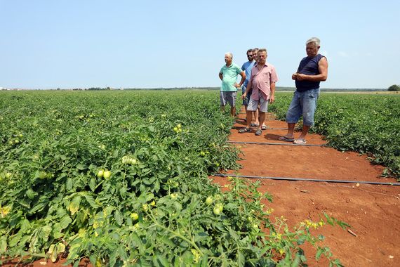 U Umagu planiraju preraditi više od 12 tisuća tona rajčice