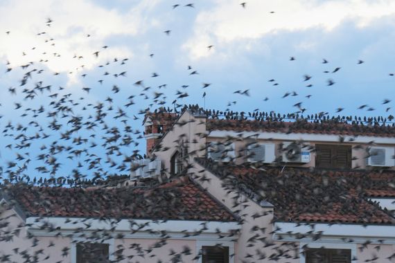 Invazija čvoraka u Novigradu: Kao da gledaš Hitchcockove Ptice!