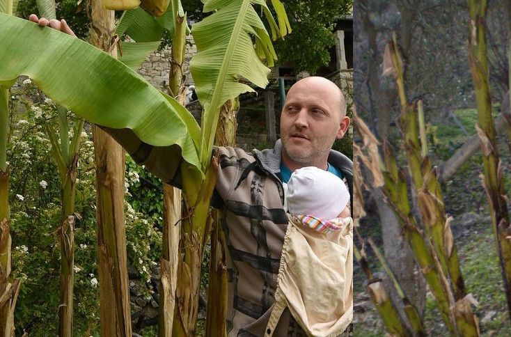 Stabla banana u Humu u travnju 2016. i sad (foto: 24sata/K. Stepčić Reisman)