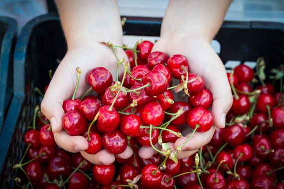 Treća godina Placa od fruti: Dođite po svježe voće u Kaldir!