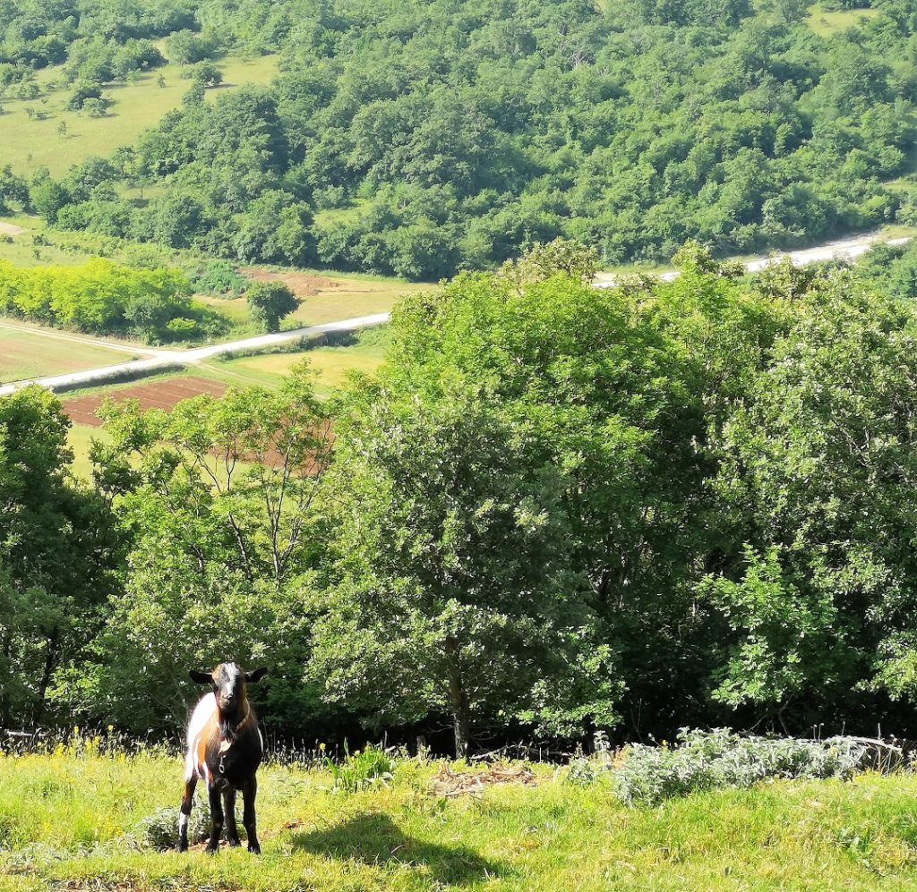Sv. Petar u Šumi smjestio se iznad pitoreskne drage (foto: Hello Istria)