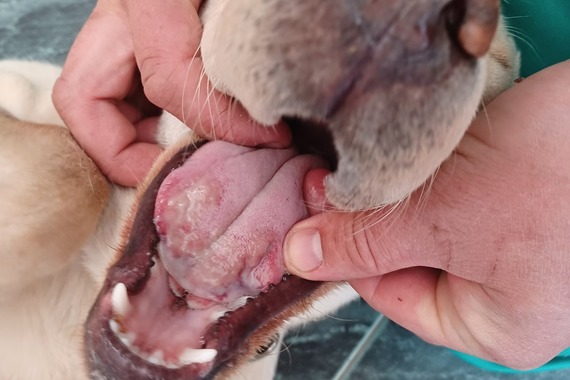 Pazinski veterinari upozoravaju: Nemojte psu dozvoliti da radi ovo!
