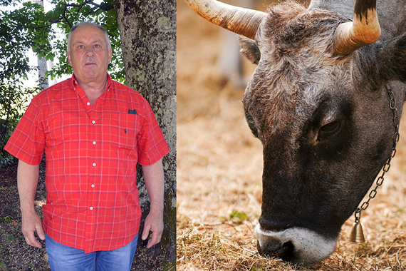 Broj boškarina je u porastu, uzgajaju ga i u Lici