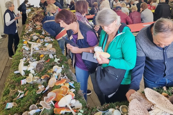 Na Danima gljiva priroda pokazala svu svoju raznolikost (foto)