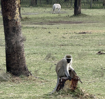 Lake Naivasha - majmun