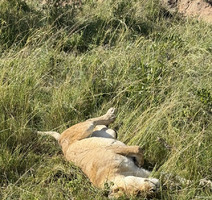 Masai Mara - lavica