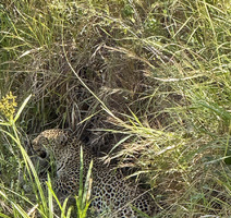 Masai Mara - leopard