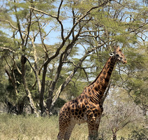 Nacionalni park Lake Nakuru - žirafa