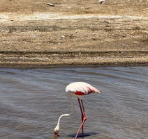 Nacionalni park Lake Nakuru - ružičasti flamingo