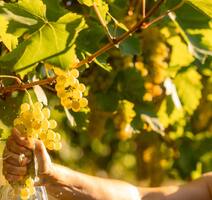 Foto: Facebook/Pino Rossi vina)