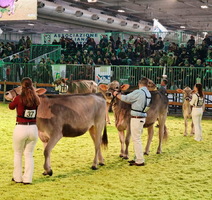 Najteži talijanski konj ima 1160 kilograma