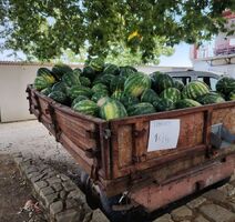 Foto: I. Radić