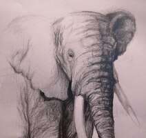 Elephant 2018.