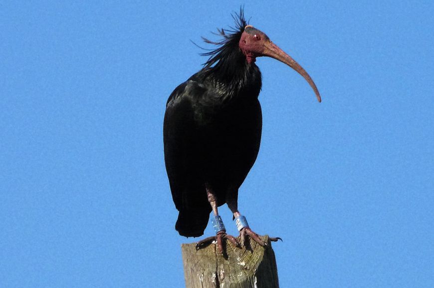 Ćelavi ibis
